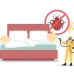 Bed Bug control