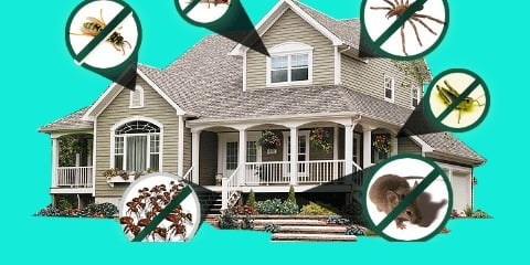 commercial pest control