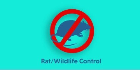 rats control