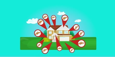 termite control